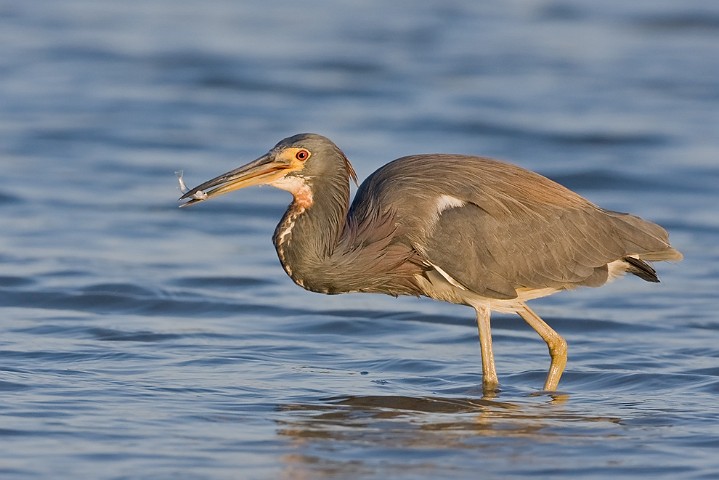 Dreifarbenreiher Egretta tricolor Tricolored Heron